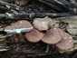 Barna csengettyűgomba (Pluteus cervinus), Velencei-hegység